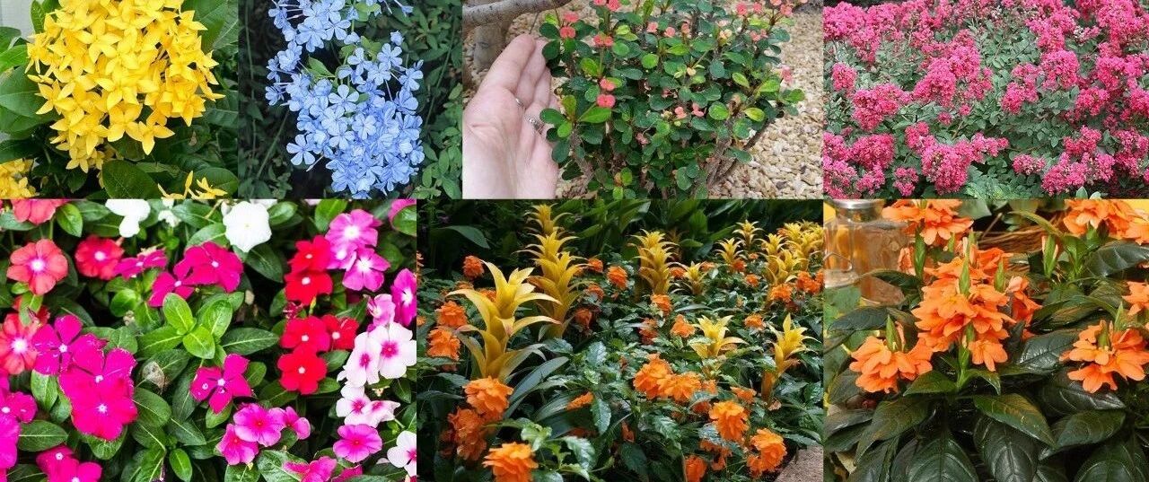 夏季耐晒耐热的14种观赏花卉总结，适合布置花境，也能养成盆栽