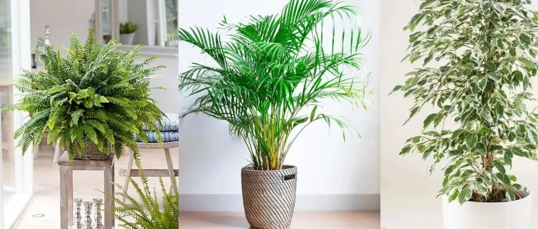 这7种植物制氧和净化空气能力强悍，新家刚装修就多种几盆