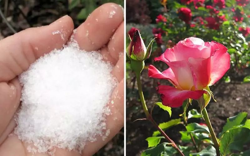 用瀉鹽促進月季開出燦爛的花朵，也能很好地預防病蟲害 生活 第5張