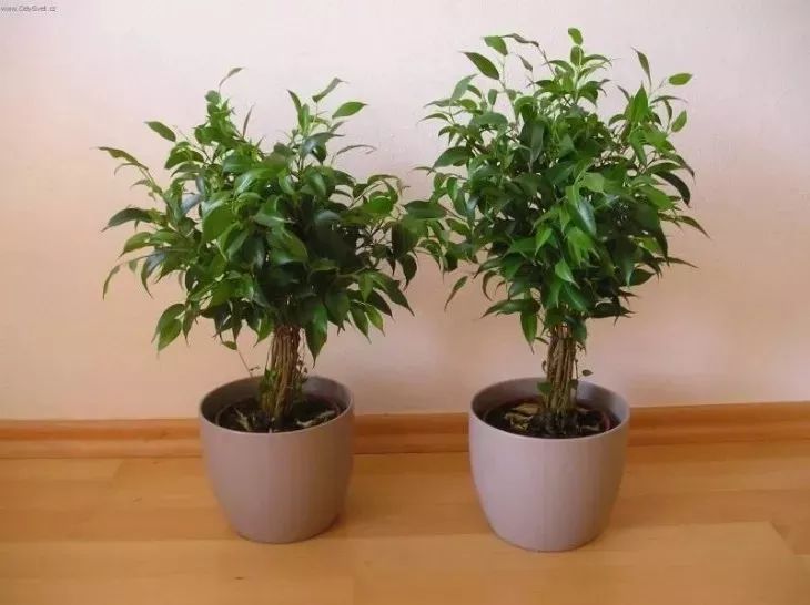 淨化空氣效果比較好的幾種室內植物，這7種都可養在桌面上 家居 第8張