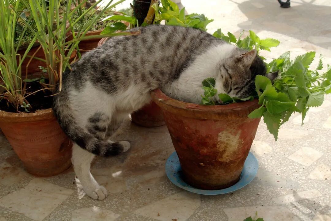养几盆猫薄荷之后 不用担心其他植物被猫祸害 香味还挺好闻的 养花交流 微信公众号文章阅读 Wemp