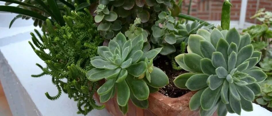 家里的植物不死也不长，咋回事？掌握这5点，很快就能挽救回来