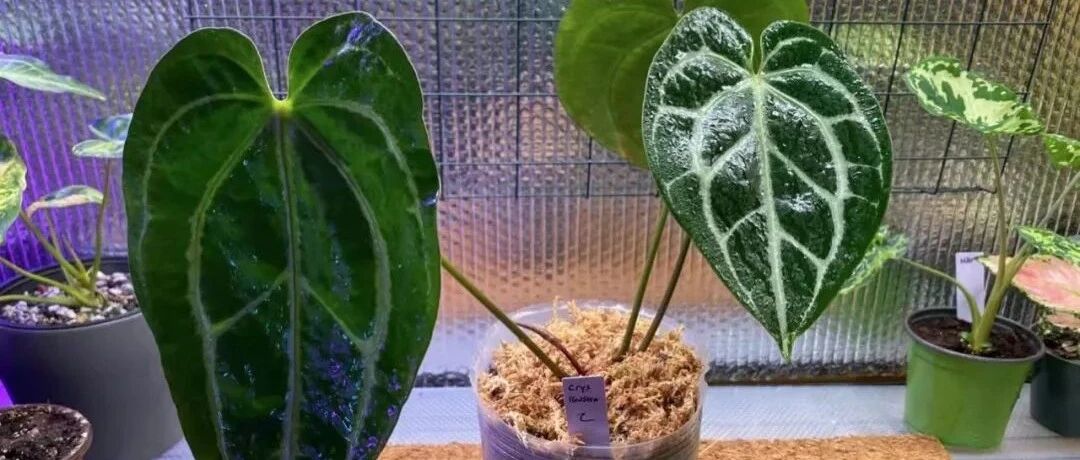 适合养客厅的5种小众盆栽绿植，过完年后就可以考虑入手