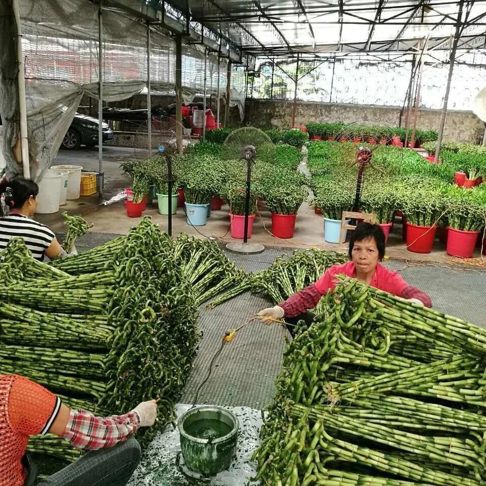 土培和水培富贵竹盆栽避免促进生根有技巧，可避免黄叶问题