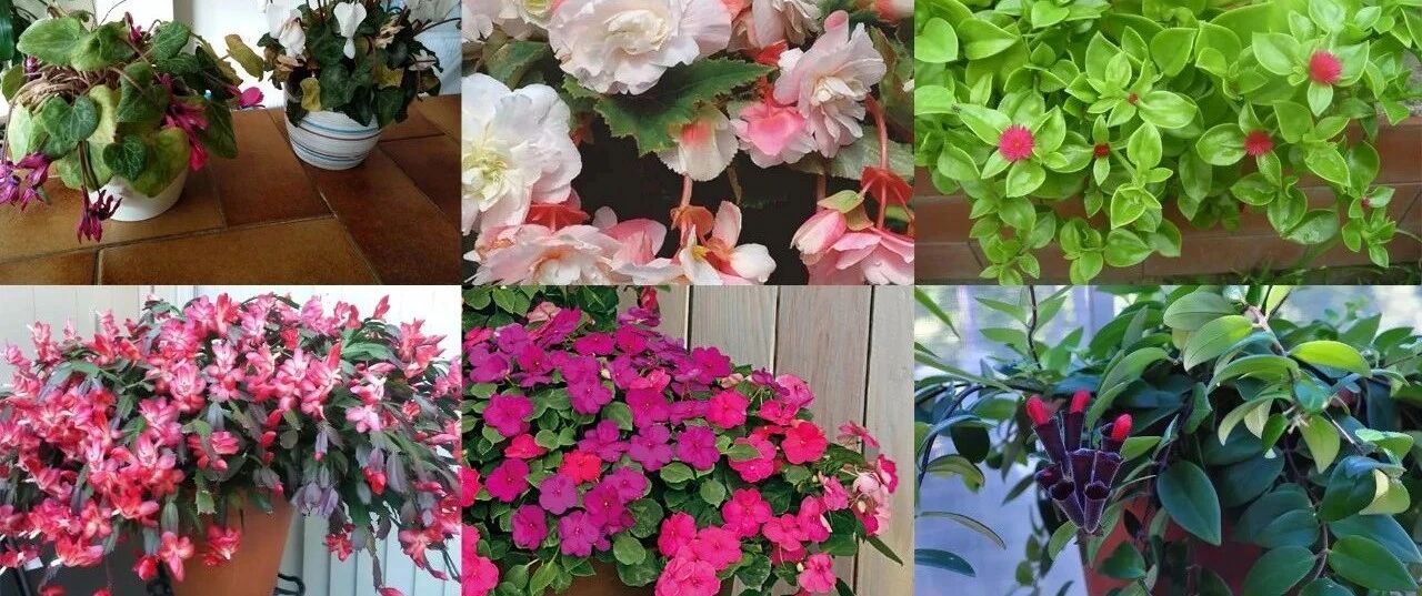 适合新手的观赏花卉，属于室内的观花植物，给短暂散射光好开花