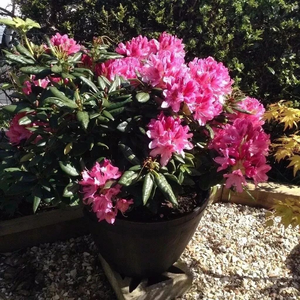 栀子花、茉莉、茶花和杜鹃养不好？两种矾肥水制作配方贡献给你