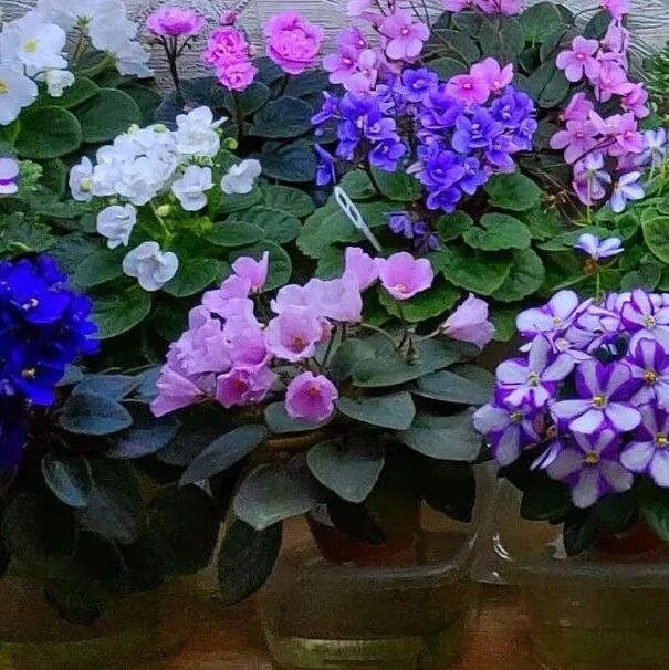 9种耐半阴的盆栽开花植物，适合养朝东和朝南的窗台上