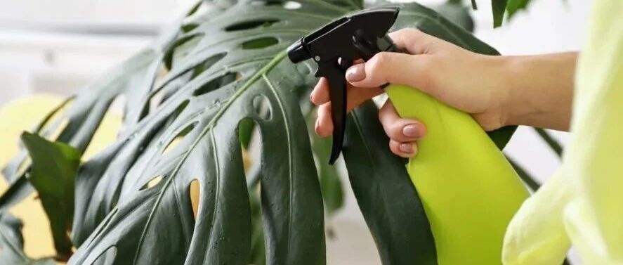 几种天然防治害虫的方法，对有毒农药说不，学会有机养护室内植物