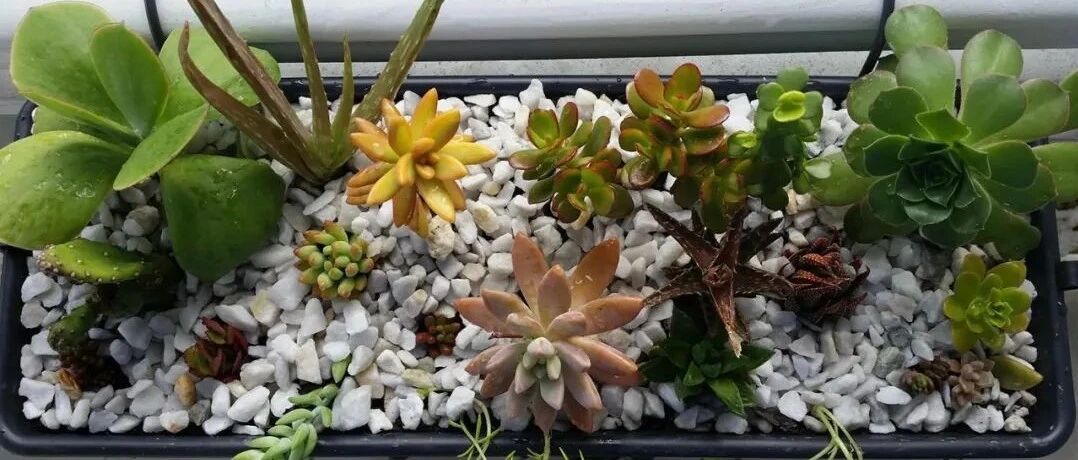 新手养多肉需要掌握的8个技巧，多看看老园艺的总结