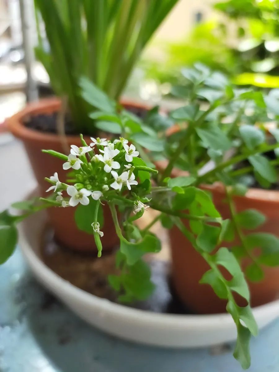 刚买回家的植物是否要换盆 如何让它们生长健康 开花旺盛 柠檬资讯