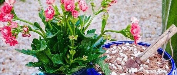 盆栽花卉买回家不要乱换盆，否则花叶容易低垂，附新手换盆指南