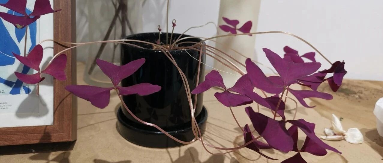 养花的环境空气干燥，植物容易出问题，6个技巧可增加湿度