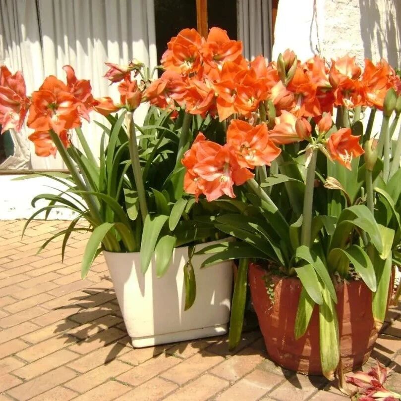 全国各地都能养开花的盆栽朱顶红，做好这9点，年年都有花看