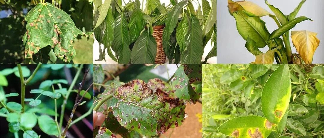 盆栽植物养室内最常出现的10个问题，不及时解决，植物就容易挂