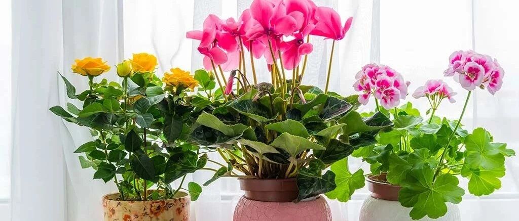 养花七大技巧，真正去提升养花技术，不能靠嘴说，你能做到吗？