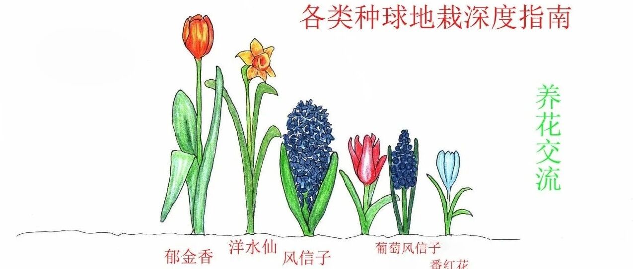 7种秋季购买，冬春时节就开花灿烂的种球花卉，附新手养护指南