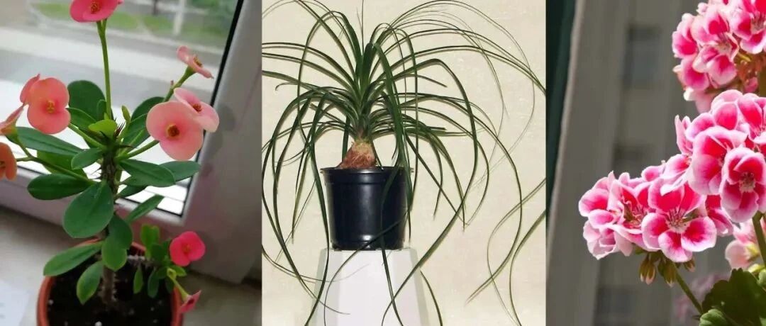 6种很适合养在朝南窗台上的盆栽植物，耐旱耐晒，观赏性都很好
