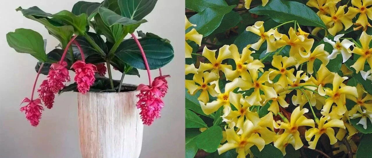 5种小众的观赏花卉，花朵精致迷人，但不一定适合你