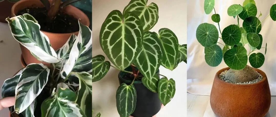 6种大众化的盆栽网红植物，在室内窗台或桌面上都能养好