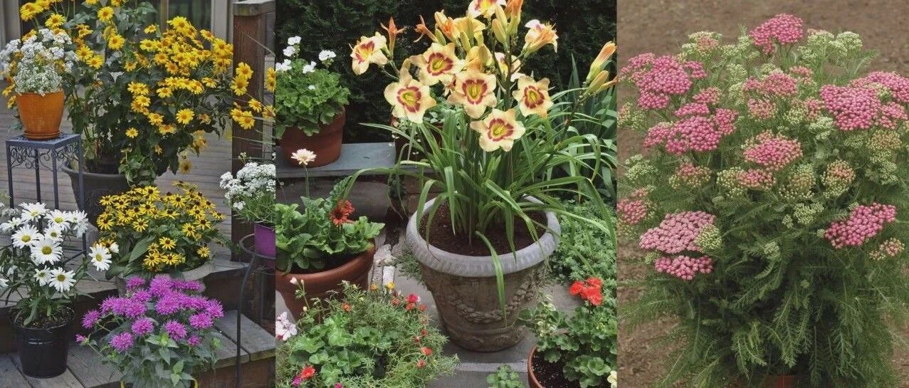 11种夏季开花灿烂的观赏花卉，适合盆栽或地栽，西晒阳台也能种