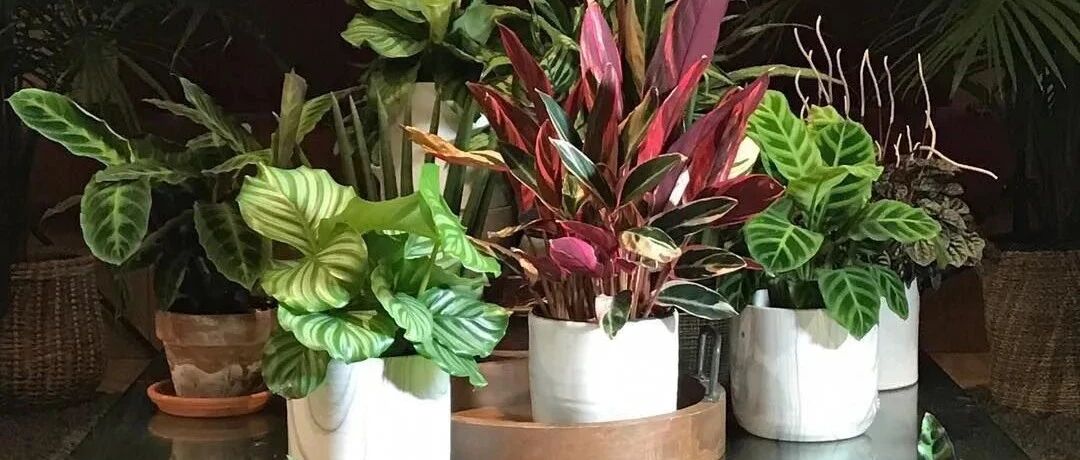 想养彩色叶子的观叶绿植，这9种植物就不容错过了