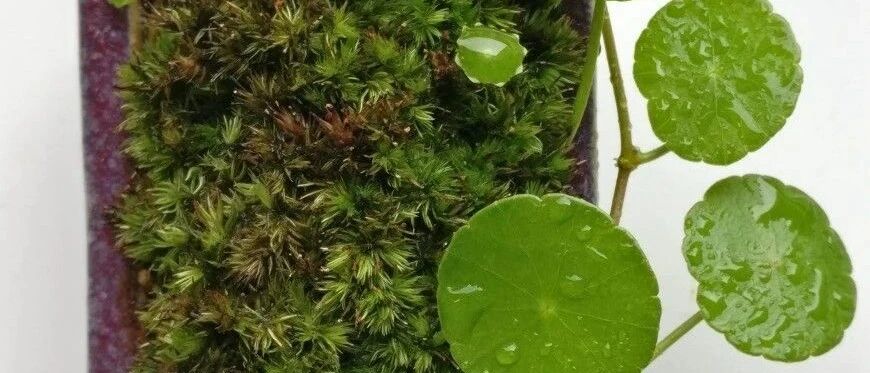 铜钱草不怕涝，半土半水养长得快，有蚊子产卵，撒小白药就解决了