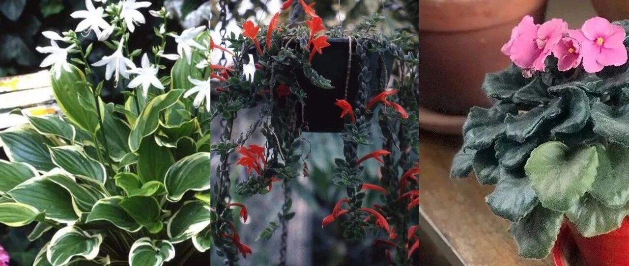 9种适合在室内栽种的盆栽花卉，每天有3小时以上的光照就能开花