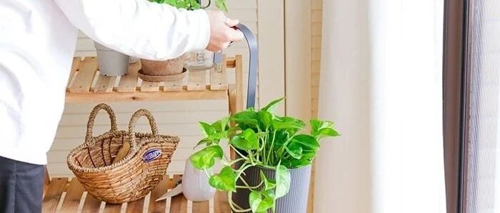 冬春时节养室内的植物要怎么避免黄叶掉叶，浇水施肥有啥技巧？