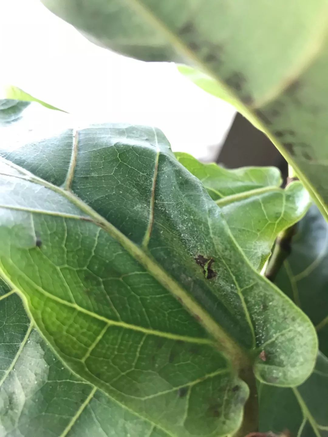 家里的盆栽常青藤不小心感染红蜘蛛 没有喷药 用这几种方法解决 生活家 生活资讯 生活315 生活指南 生活品位 微信头条新闻公众号文章收集网