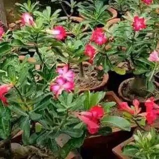 6种适合暴晒养护的盆栽开花植物，春暖后可养在西晒的阳台上