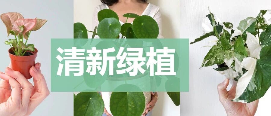 颜值特别高的几种室内绿植，价格便宜，略微耐阴的网红观叶植物