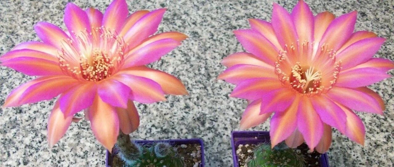 9类很容易养开花的仙人掌植物，适合盆栽，花朵像昙花，像菊花