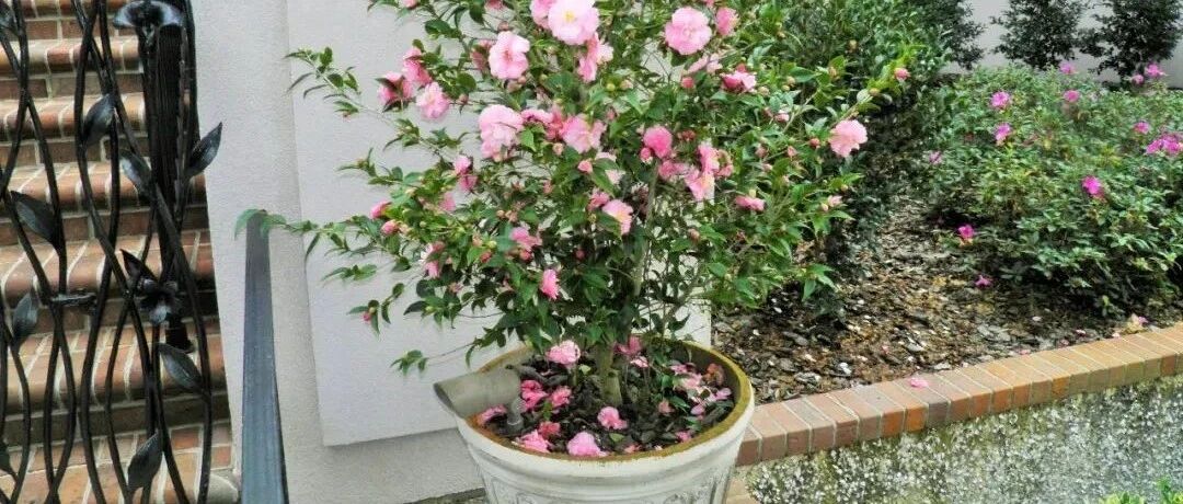 喜欢酸性土的花卉，不妨自己配制矾肥水，避免黄叶，促进多开花