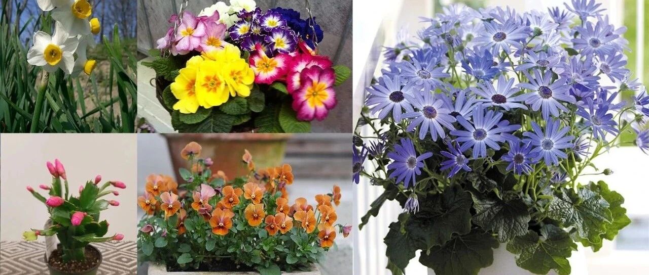 冬春开花的7种开花植物，适合养成室内盆栽，很容易养出花朵