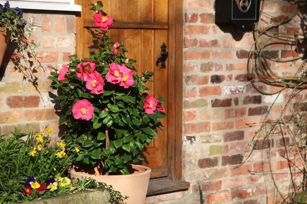 冬春开花的7种开花植物 适合养成室内盆栽 很容易养出花朵 生活家 生活资讯 生活315 生活指南 生活品位 微信头条新闻公众号文章收集网