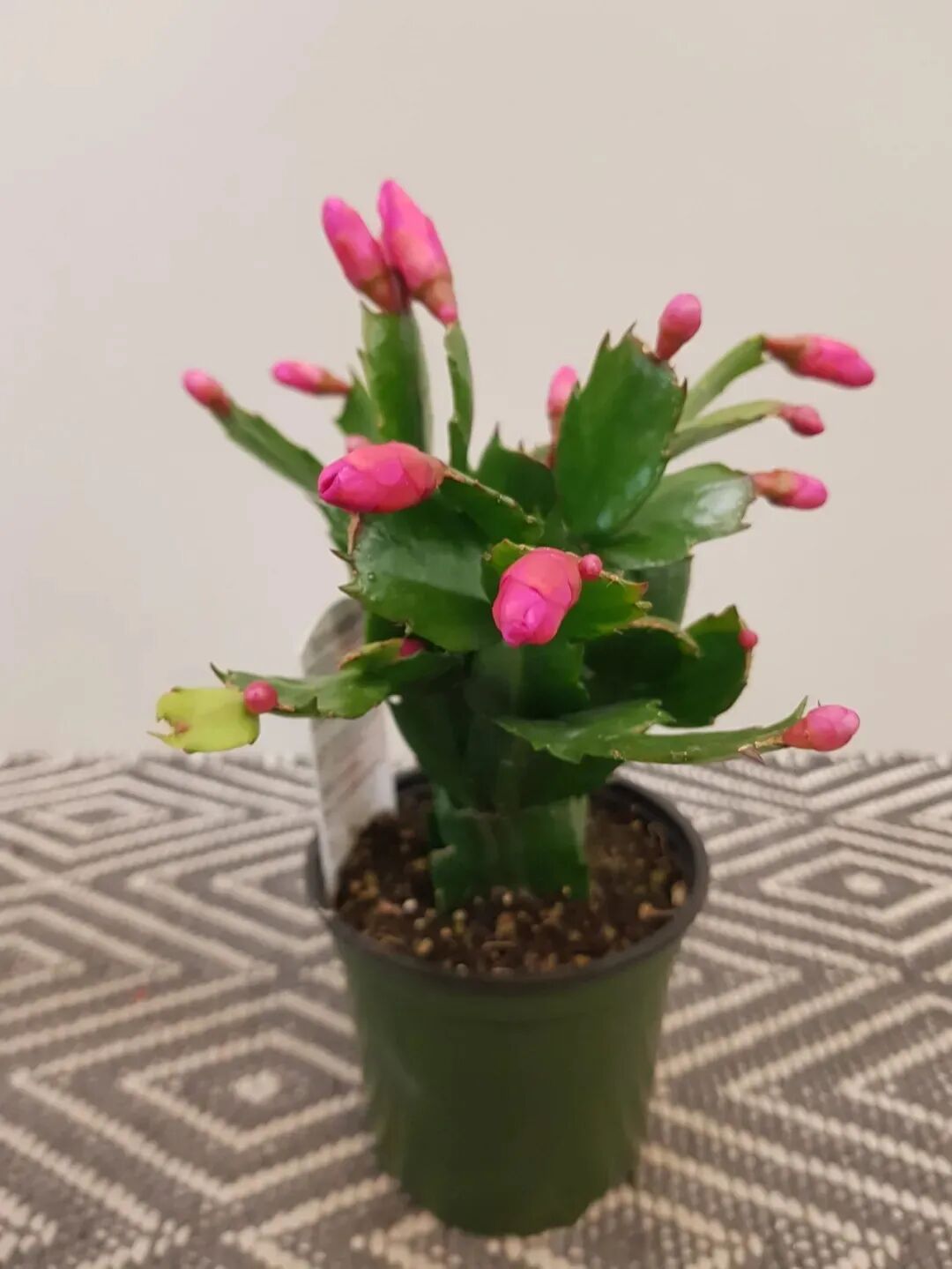 冬春开花的7种开花植物 适合养成室内盆栽 很容易养出花朵 生活家 生活资讯 生活315 生活指南 生活品位 微信头条新闻公众号文章收集网