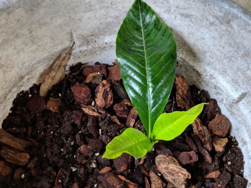 花店買的盆栽梔子花，搬回家後花苞就不斷掉落，想養活太難了 家居 第17張