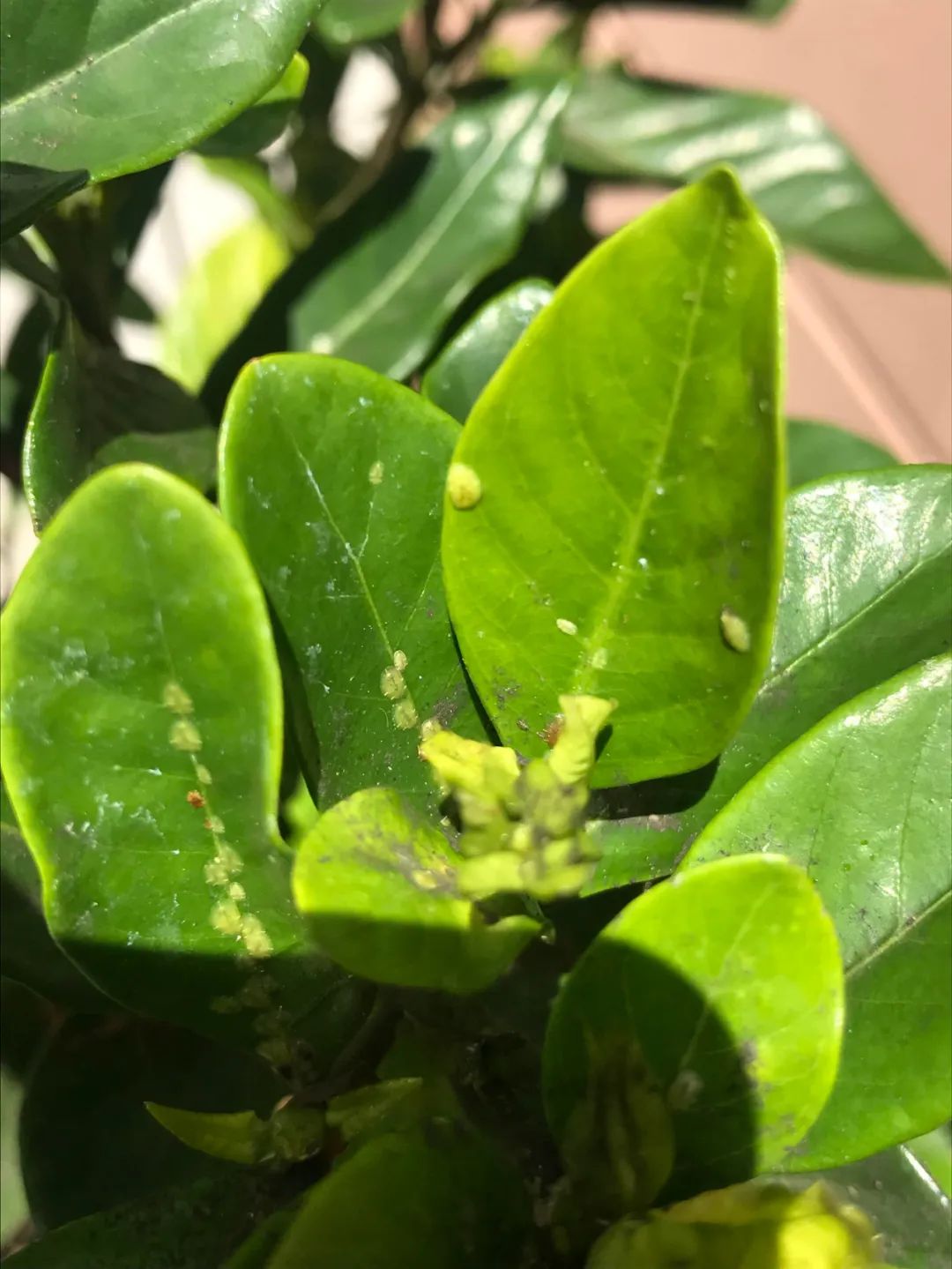 花店買的盆栽梔子花，搬回家後花苞就不斷掉落，想養活太難了 家居 第18張