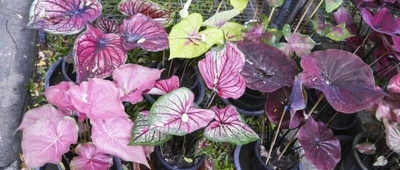 10种叶子斑斓的室内观叶盆栽，色彩斑斓的叶子比花朵还好看