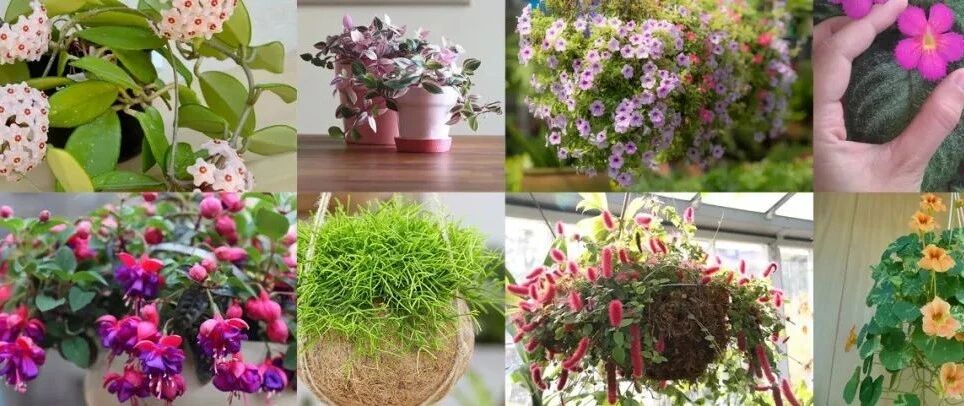 窗台上的垂盆花卉，种上这几种就足够了，有些能常年开花灿烂