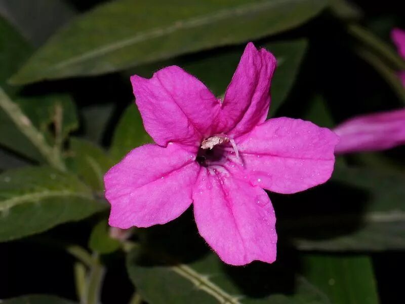 小花像喇叭一般的马可芦莉 叶脉呈银白色 适合养阴凉处的盆栽 养花交流 微信公众号文章阅读 Wemp