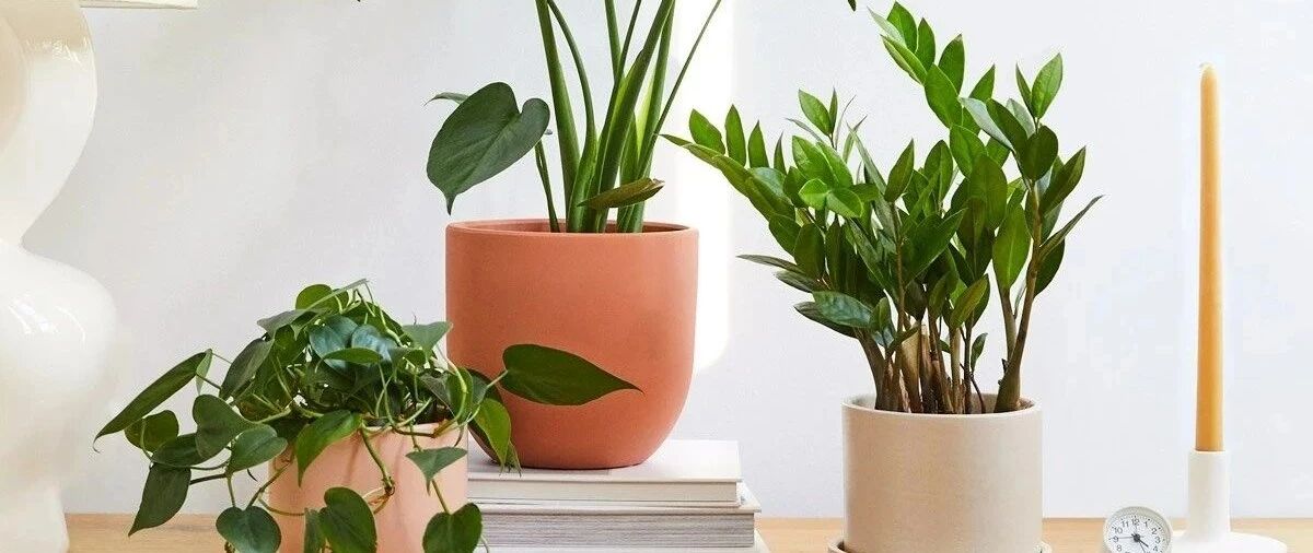 这些植物可照亮家里低光照的环境，给办公桌增添色彩，适合新手养