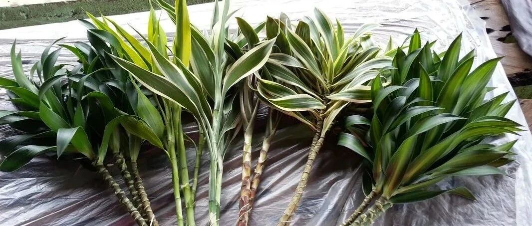 水培富贵竹时，可搭配百合竹，附生活常见的龙血树属植物盘点