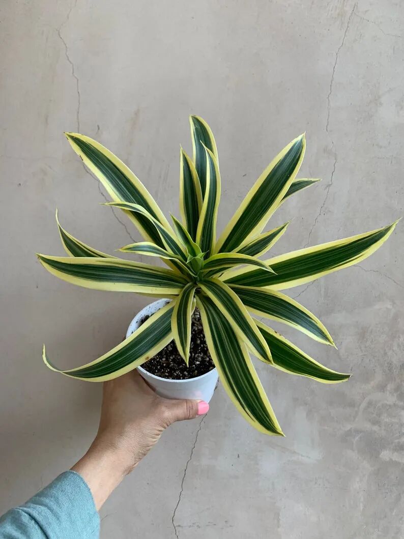 水培富贵竹时 可搭配百合竹 附生活常见的龙血树属植物盘点 柠檬资讯