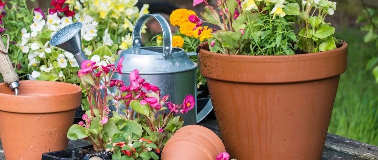 塑料盆、红陶盆或紫砂盆哪种盆养花好？贵的盆并不一定就是最好的