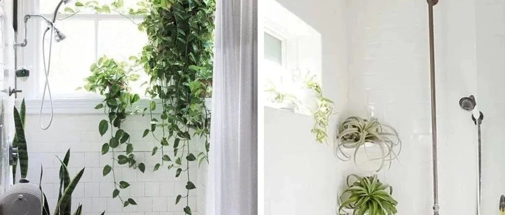 8种可尝试养卫生间的盆栽观叶植物，看下哪一种适合你家