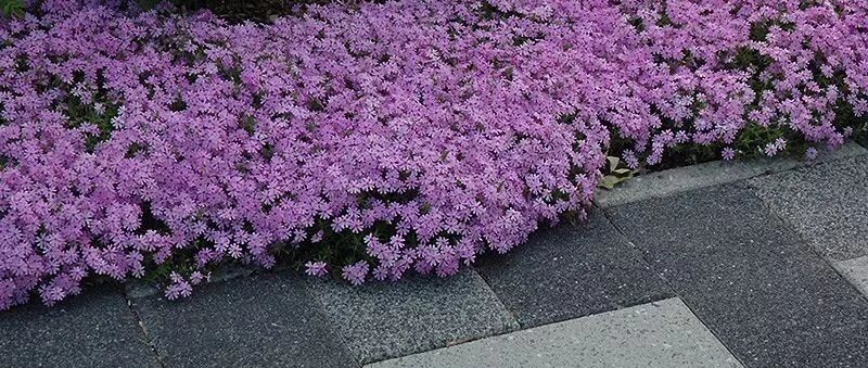 5种匍匐生长的铺地植物，适合布置在庭院花境的边缘处