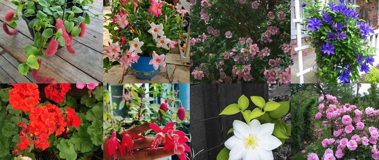 花期超长的几种耐热植物，可以长期观赏的花朵，推荐新手养护