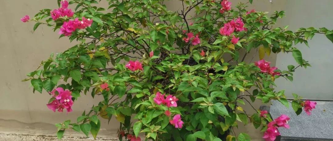 5种耐热耐晒的开花植物，光照充足才能养好，春季可考虑种下去了