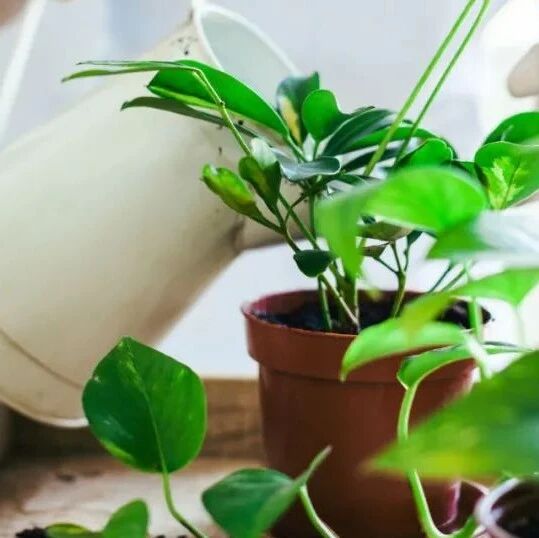 室内养盆栽植物要养成6个良好的习惯，各种花卉都能养好